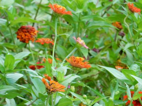 【花の写真】 ヒャクニチソウ（百日草） 百日草,ヒャクニチソウ,キク科の写真素材