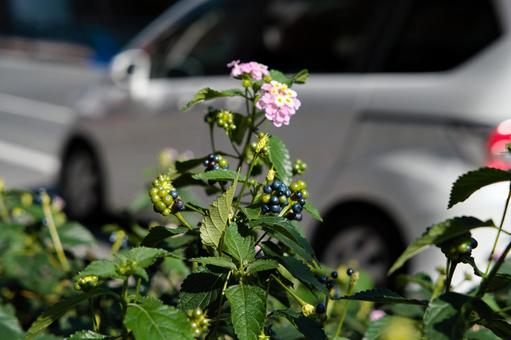 ランタナ Lantana ランタナ Lantanaの写真