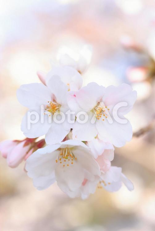 さくら　桜 桜,さくら,サクラの写真素材