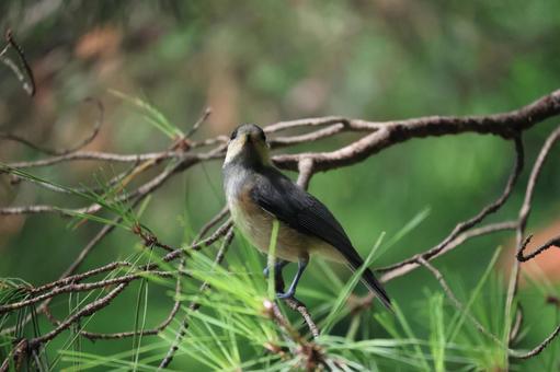 松の樹の枝にとまるヤマガラ 松,樹,枝の写真素材