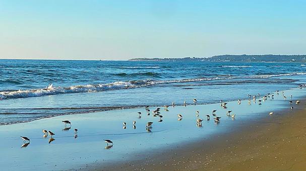 Chirihama Beach at Dusk Seabirds on the Beach: 1, JPG