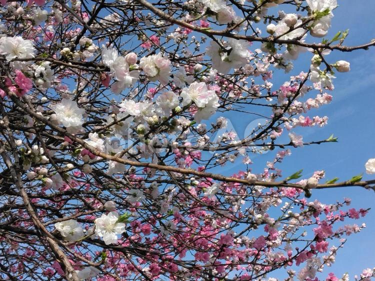桃の白い花とピンクの花 白桃,白,桃色の写真素材