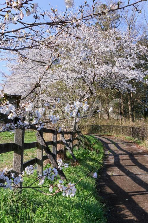 さんぽみち 早春賦,ムスカリ,芽生えの写真素材
