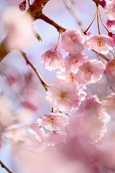 桜 桜の写真