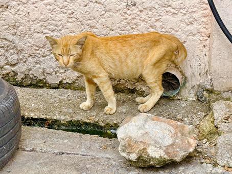 眠そうな野良のトラ猫 眠そうな野良のトラ猫 猫,ネコ,野良猫の写真素材