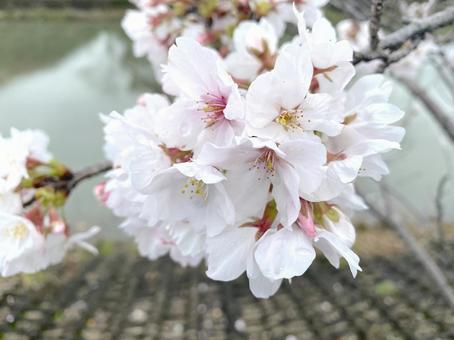 它開花了, 樱花, 樱桃树, 樱花, JPG