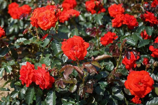 Photo, hyōgo prefecture, aramaki rose park, early summer, 