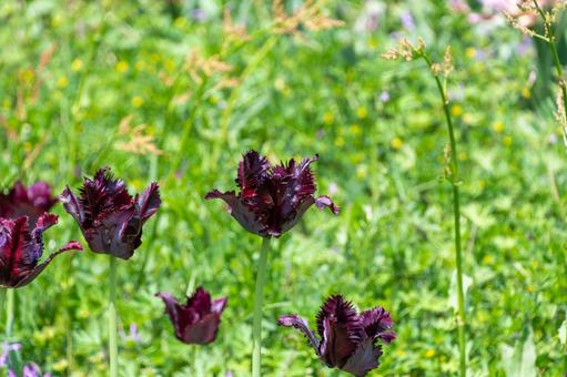 Deep purple parrot tulip, JPG Deep purple parrot tulip, JPG