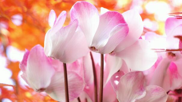 シクラメン-181 シクラメン,ピンク,ショッキングピンクの写真素材