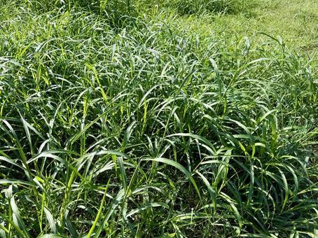 雑草 雑草,草,自然の写真素材