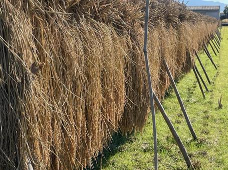 はさかけ　稲　刈り取り　乾燥　天日干し はさかけ,稲,刈り取りの写真素材
