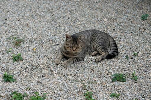 キジトラ猫 猫,キジトラ,眠そうな猫の写真素材