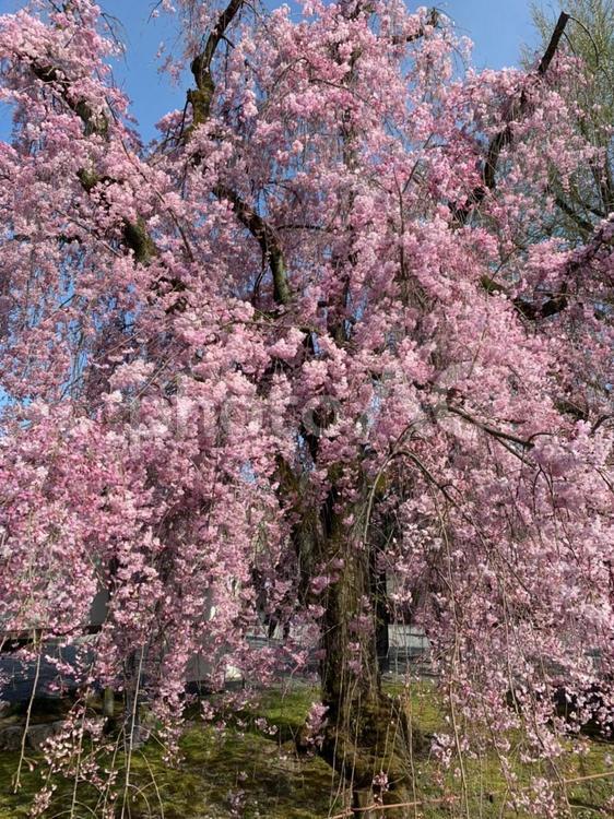 枝垂れ桜 さくら,サクラ,枝垂れ桜の写真素材