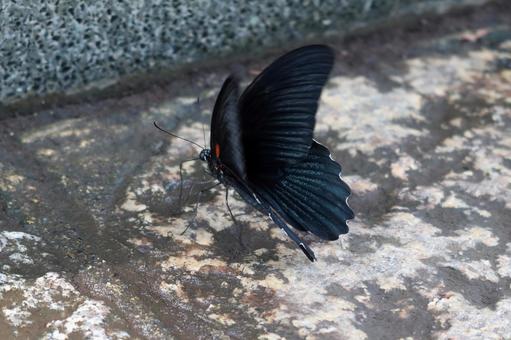 水場のナガサキアゲハ その2 水場のナガサキアゲハ その2の写真