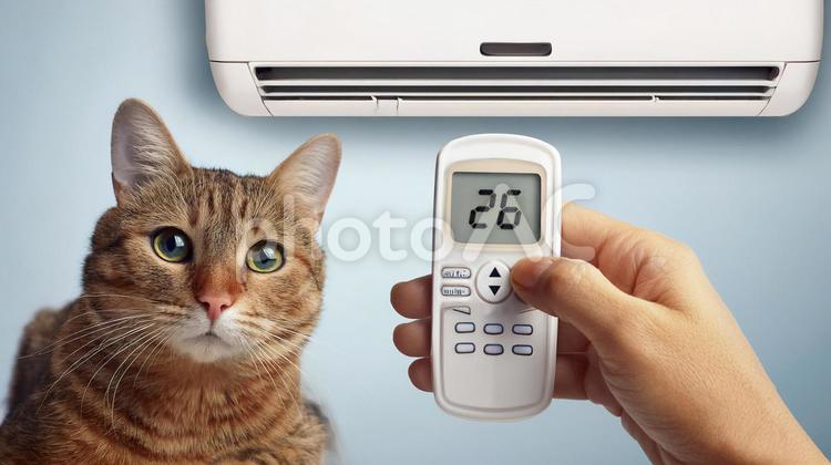 エアコンと猫 猫,エアコン,空調の写真素材