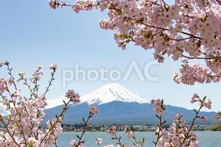 青空と満開の桜と河口湖と冠雪の富士山 富士山,桜,満開の写真素材