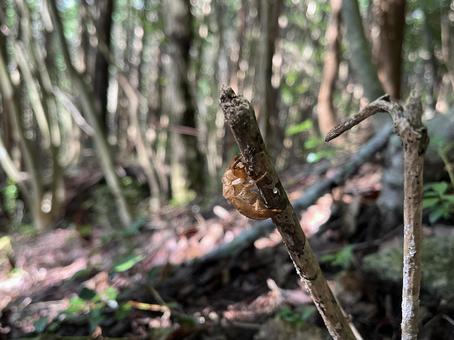 セミの抜け殻 セミの抜け殻 セミ,抜け殻,昆虫の写真素材