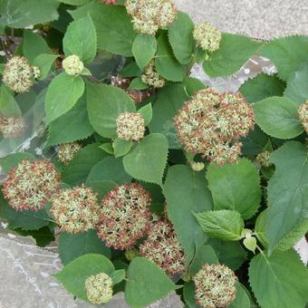 アジサイ ピンクアナベルの花 アジサイ ピンクアナベルの花 花,アジサイ,アナベルの写真素材