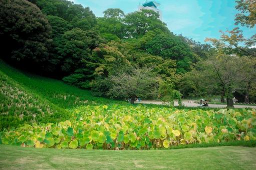 庭園の蓮の葉 庭園の蓮の葉 庭園,和風,池の写真素材