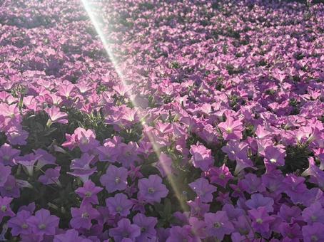 桃色吐息(ペチュニア)3 桃色吐息(ペチュニア)3の写真