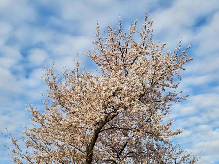 満開の桜の木 木,空,桜の写真素材