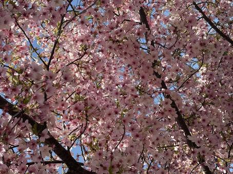 桜 桜の写真