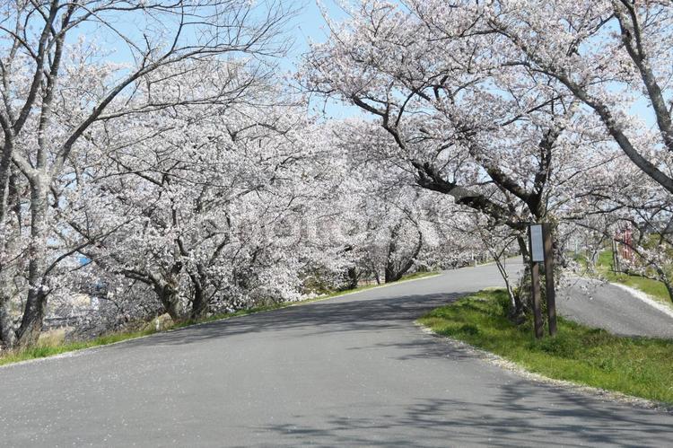 宮川堤と桜 宮川堤,さくら,日本さくら名所100選の写真素材