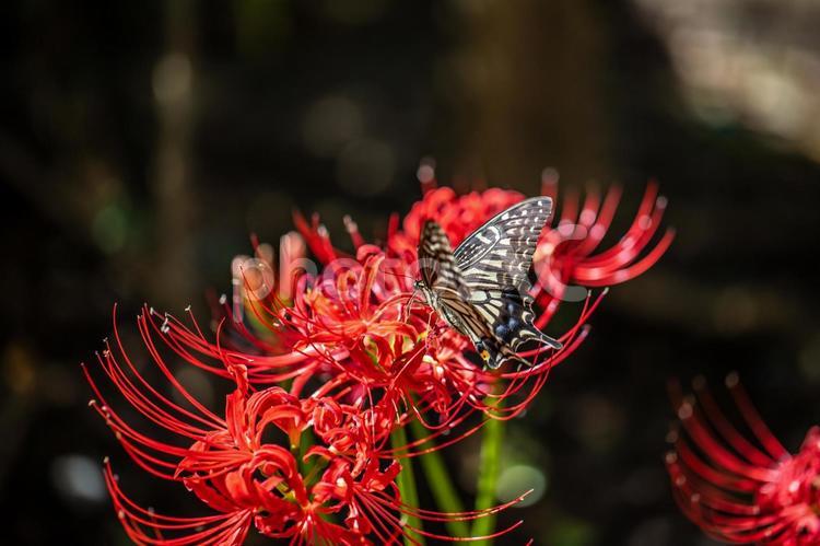 彼岸花とアゲハ蝶　 彼岸花,花,蝶の写真素材