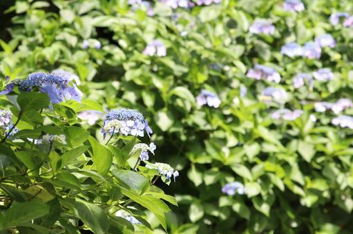 沢山の紫陽花 沢山の紫陽花の写真