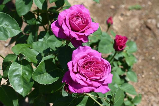 Red roses taken at Maebashi Rose Garden, JPG Red roses taken at Maebashi Rose Garden, JPG