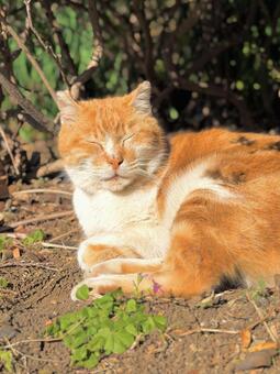 野良猫 野良猫,猫,catの写真素材