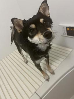 柴犬のお風呂 柴犬のお風呂の写真