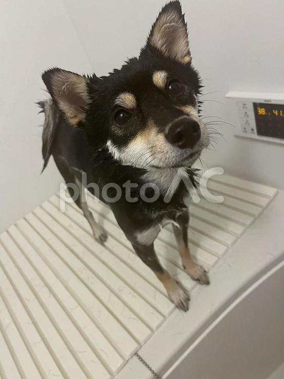 柴犬のお風呂 犬,黒柴,柴犬の写真素材