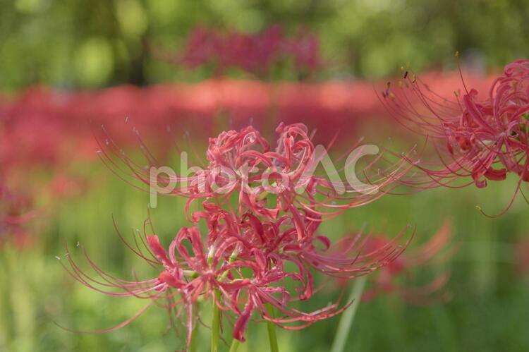 秩父巾着田に咲く曼珠沙華の花 曼珠沙華,彼岸花,ヒガンバナの写真素材