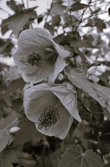 アブチロン Abutilon アブチロン Abutilon 花,アブチロン,abutilonの写真素材