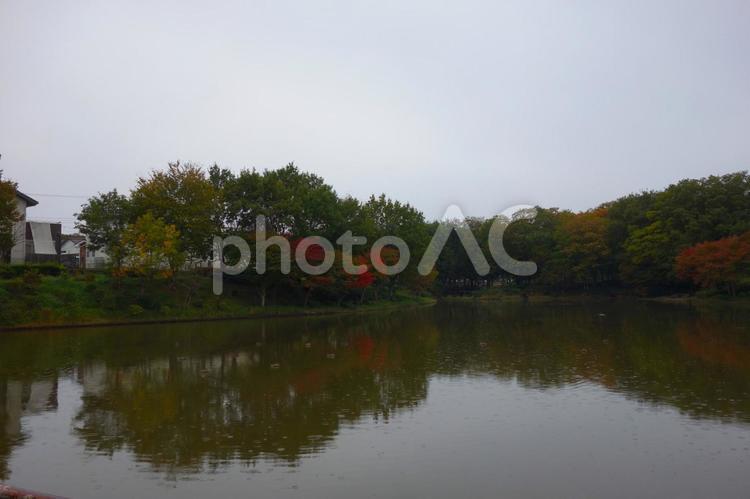 雨の池と紅葉 湖,写り込み,紅葉の写真素材