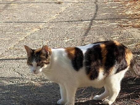 かわいい三毛猫 ネコ,保護猫,ニャンコの写真素材