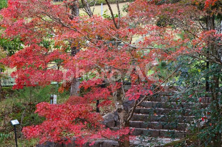 １１月下旬の香川県用水記念公園の紅葉 背景,紅葉,きれいの写真素材