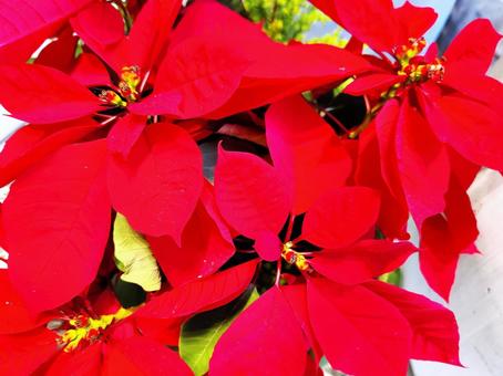 クリスマスを彩るポインセチア クリスマスを彩るポインセチア ポインセチア,花,植物の写真素材