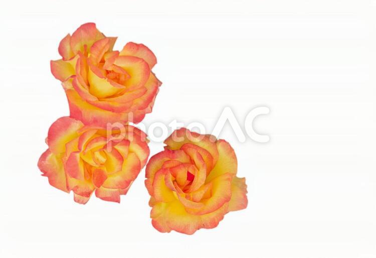 バラ　２（PSD　背景透過　切抜） ばら,バラ,薔薇の写真素材