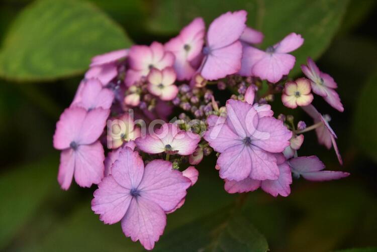 咲き始めのアジサイ アジサイ,紫陽花,あじさいの写真素材