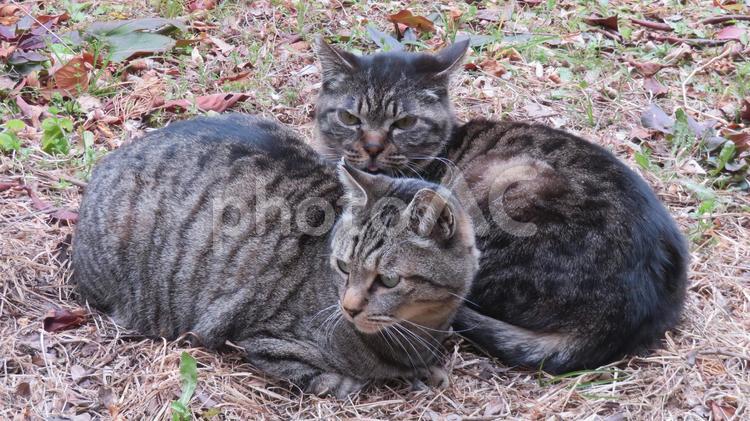 身を寄せ合って寛ぐモフモフで可愛い猫達 猫,キジトラ,仲間の写真素材