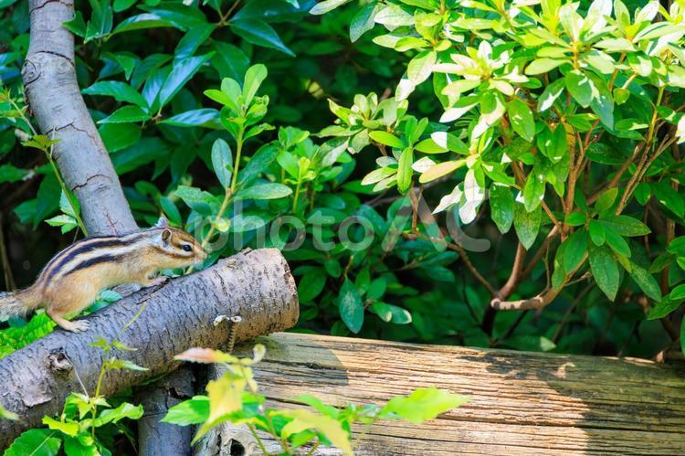 走り回るシマリス シマリス,リス,りすの写真素材