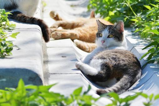 空き地で日向ぼっこする3匹のねこさん 猫,ねこ,野良猫の写真素材