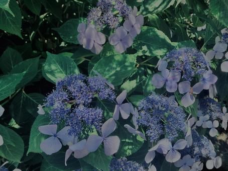 Hydrangea, Kamakura,, JPG