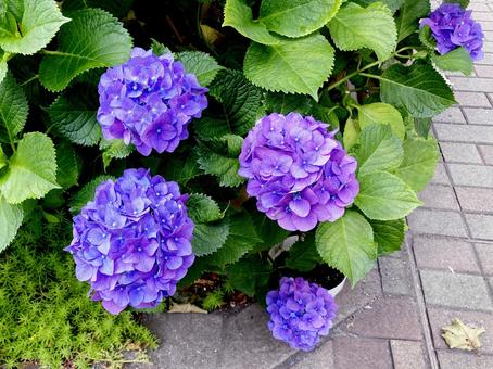 紫陽花 紫陽花の写真