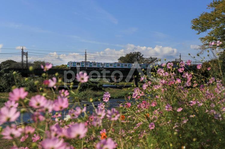 電車と秋桜 コスモス,秋桜,電車の写真素材