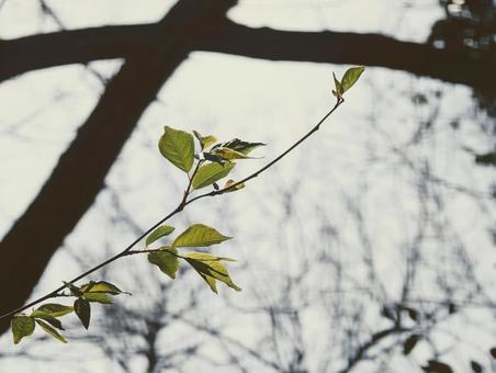 木の枝と若葉 木の枝と若葉の写真