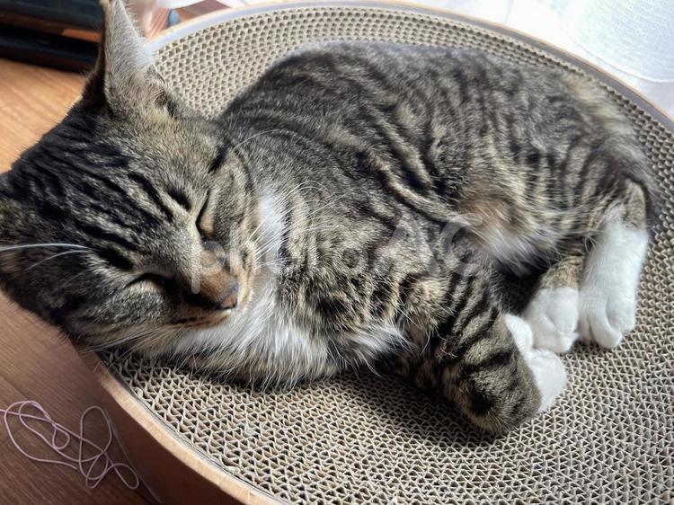 お昼寝する猫 キジトラ,お昼寝,ネコの写真素材