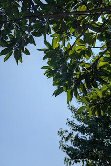 夏空 夏空の写真